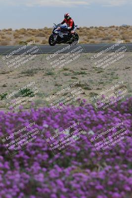 media/Jan-14-2023-SoCal Trackdays (Sat) [[497694156f]]/Turn 14 Exit Bloomig (145pm)/